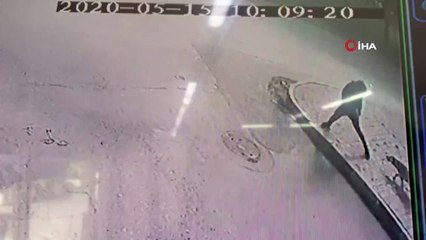 Köpekler bir anda saldırdı, ne yapacağını şaşırdı...O anlar kamerada