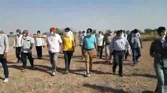 नागौर जिले में घुसे टिड्डी दल पर कीटनाशक का छिड़काव