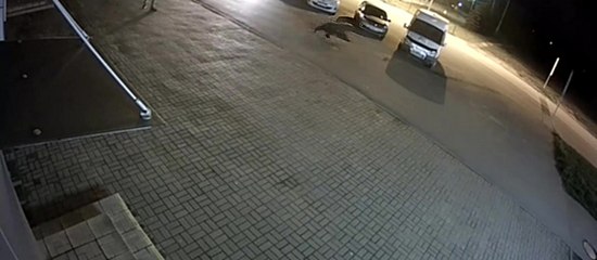 Un homme se fait attaquer par un ours