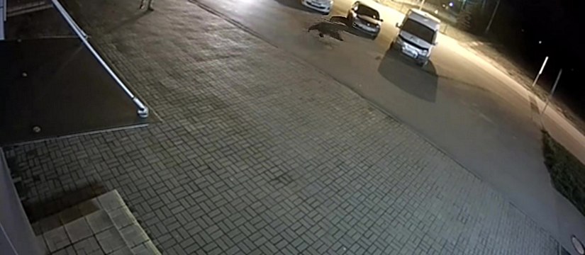 Un homme se fait attaquer par un ours