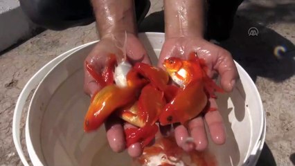 Antalya'da üretilen balıklar Türkiye'nin akvaryumlarını süslüyor