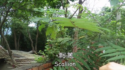 用柴火烤的刺蔥麵包，你吃過嗎？Have you eaten scallion bread baked with firewood?