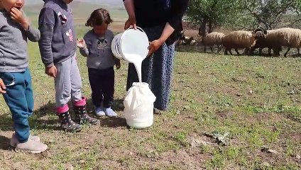 Devletin desteğiyle koyun sürüsü sahibi oldu - VAN