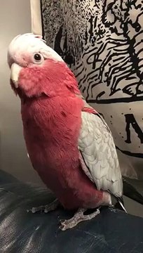 Ce perroquet parle pour demander des gratouilles scratches