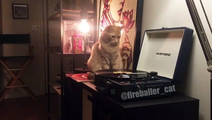 Ce chat déteste les hipster : il jette le vinyle par terre !