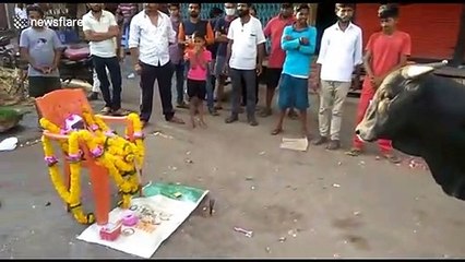 Stray bull surprises Indian locals by 'paying homage' at wild monkey's funeral
