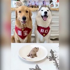 Funny Animal Videos Compilation: Funny Dogs, Funny Cats, Funny Animals on Planet #2