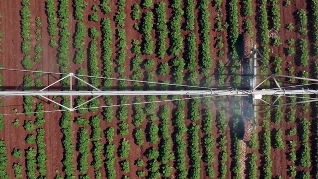 TİGEM-Ceylanpınar Sulama Projesi yarın hayata geçiriliyor - ŞANLIURFA