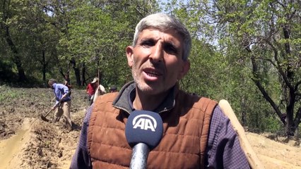 Çamurdan oluşturdukları havuzlarda doğal yöntemlerle çeltik üretiyorlar - BİTLİS