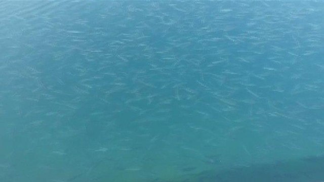 Boğaz’da şaşkına çeviren görüntü