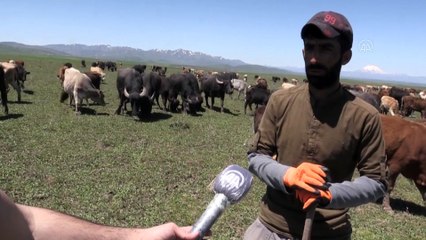 Baharın gelmesiyle ahırlardan çıkan hayvanlar meraları doldurdu - AĞRI