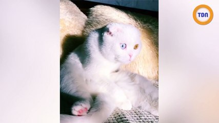 Joseph, un chat blanc avec un œil bleu et un œil jaune