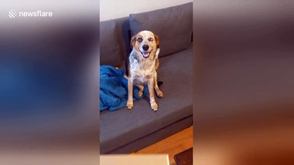 Dog owner commissioned portrait that captures pooch's smile perfectly