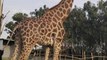 First giraffe adopted from Bannerghatta Biological Park