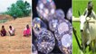 Diamonds Hunt In Kurnool : Shepherd And Farm Laborer Found Diamonds