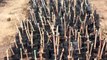 Çiftçilere 3 bin yıllık endemik Erciş üzüm çeliği dağıtılacak - VAN