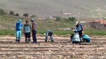 'Tarımda Dijital Dönüşüm Projesi' ile 70 bin sebze fidesi toprakla buluşuyor - KAYSERİ
