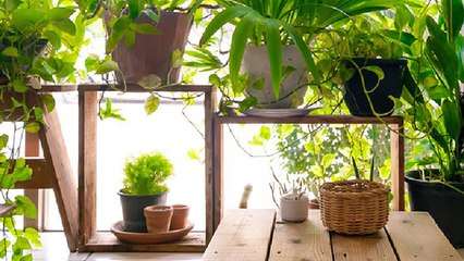 घर में लगाए वास्तु अनुसार ये Plants जो आपकी किस्मत बदल देंगे । Vastu Tips For Plants । Boldsky