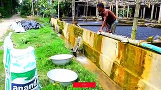 Hybrid Magur Fish Farming Business in Bangla -Part2   হাইব্রিড মাগুর চাষ  Catfish Farming