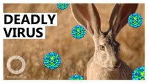 Rabbits threatened by highly contagious and deadly virus