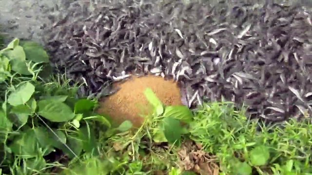 Hybrid magur fish farming business in india part -11 hungry catfish eating food for feeding