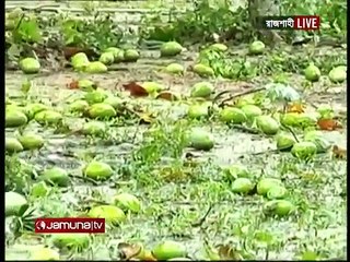 আতঙ্কের ছায়া: আম্পানের তাণ্ডবে আমের ক্ষতি | Jamuna TV