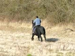 Trot depart galop