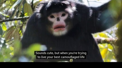 Why we have our nose like this