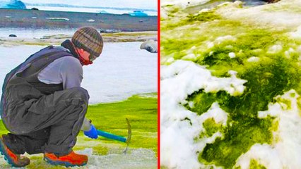 அண்டார்டிகாவில் பரவி வரும் பச்சை நிற உயிரினம்!