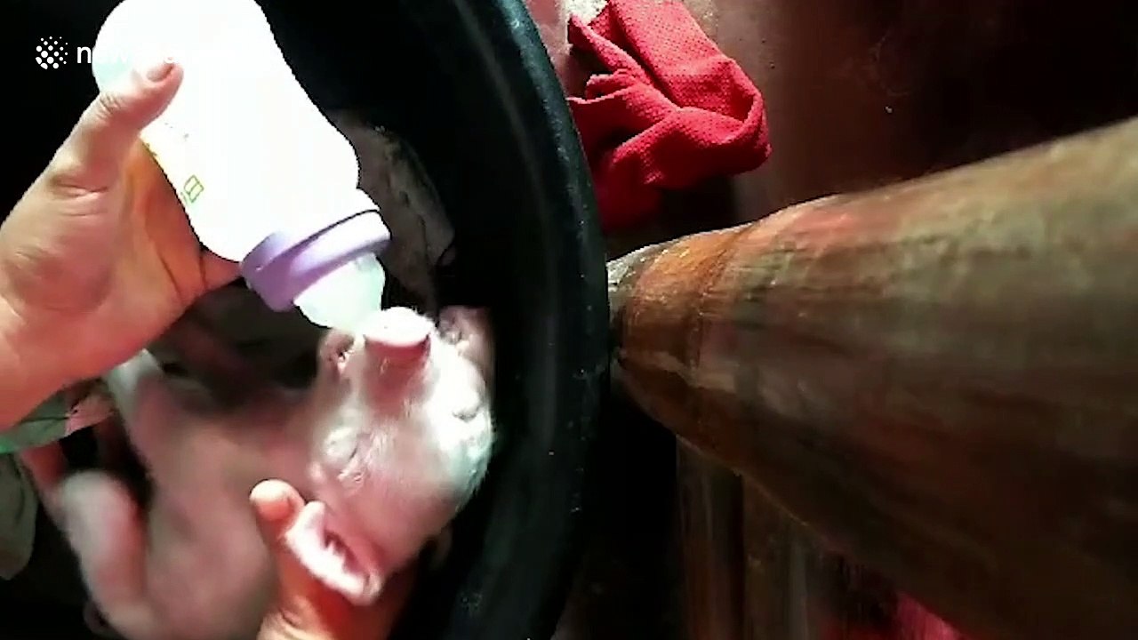 Mutant piglet with two heads and three eyes nicknamed 'Co-pig' after being born during lockdown in the Philippines