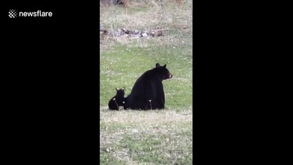 Photographer captures incredible footage of bear nursing 3 cubs from her bedroom window in Canada