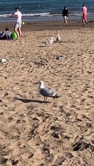 Litter on Scarborough South Bay