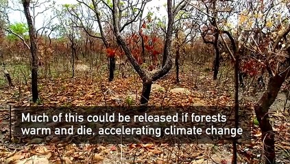 Rainforests and climate change