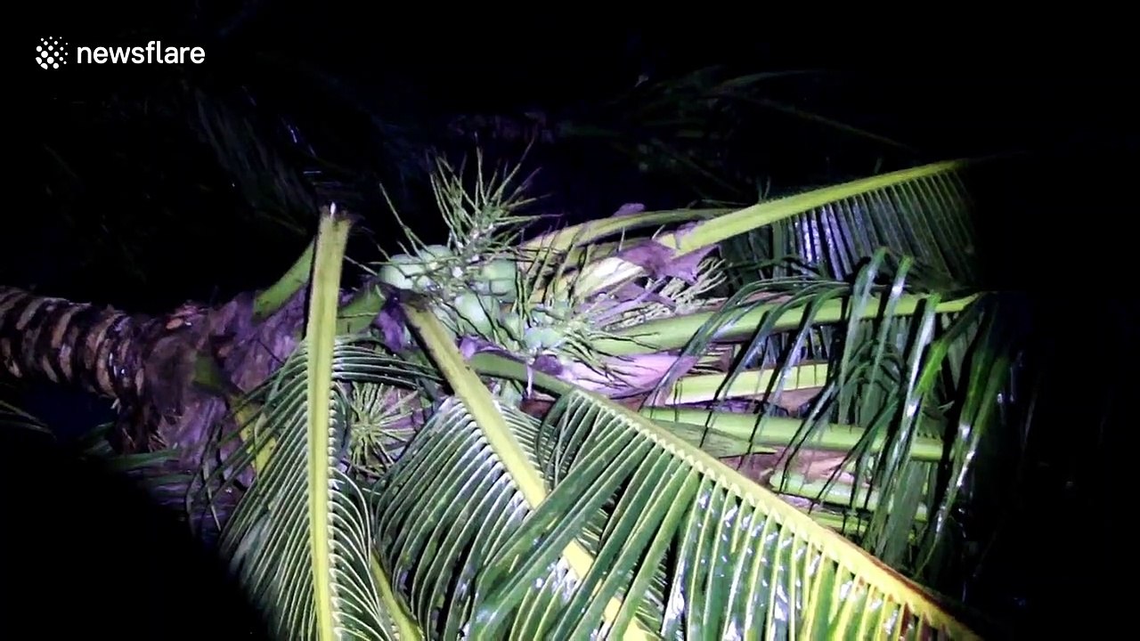 Storm in central Thailand destroys coconut orchards and damages dozens of homes