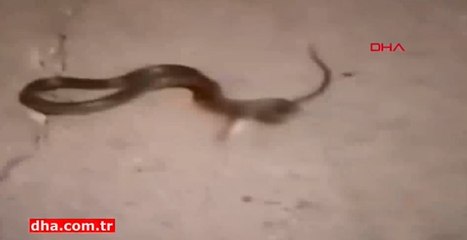 Yılanın ağzına sigara verip işkence ettiler sonra...