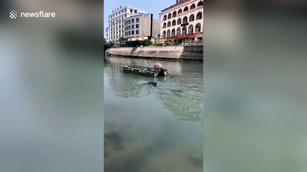 Law enforcement officers in China rescue stranded whale in shallow water