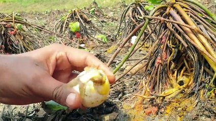 Fish inside the eggs ! Best Fishing In Small Tree Trunks - Unbelievable Eggs Fishing -