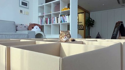 Cats vs Boxes