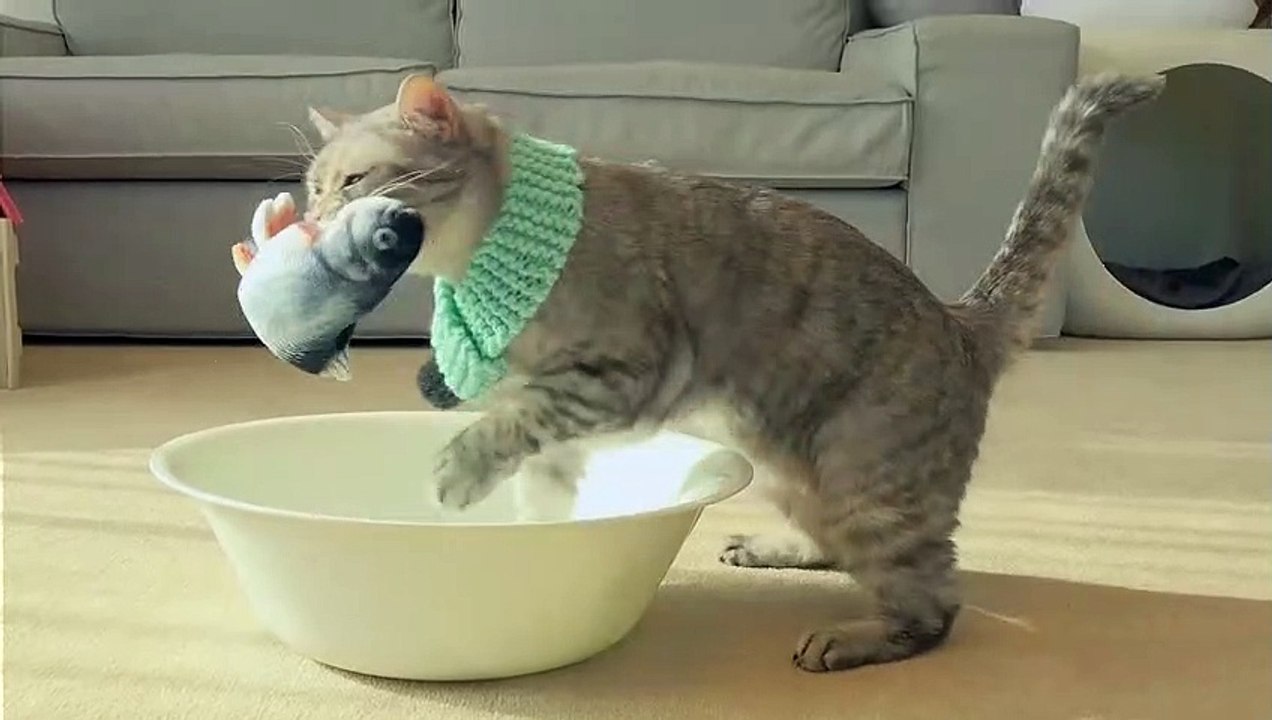 Cats vs Fish
