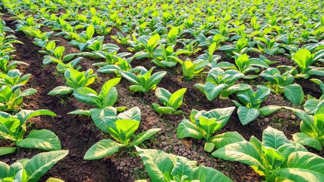 corona vaccine : Making a Covid vaccine using tobacco plants | Potential COVID-19 Plant Based Vaccine Ready