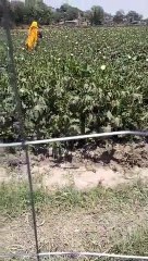 video_tiddi 3 पाकिस्तान से प्रदेश में घुसे टिड्डी दल की जिले के कई गांवों में दस्तक ा