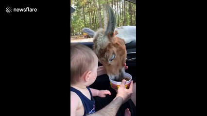 Cheeky baby eats handful of animal food while on safari in US