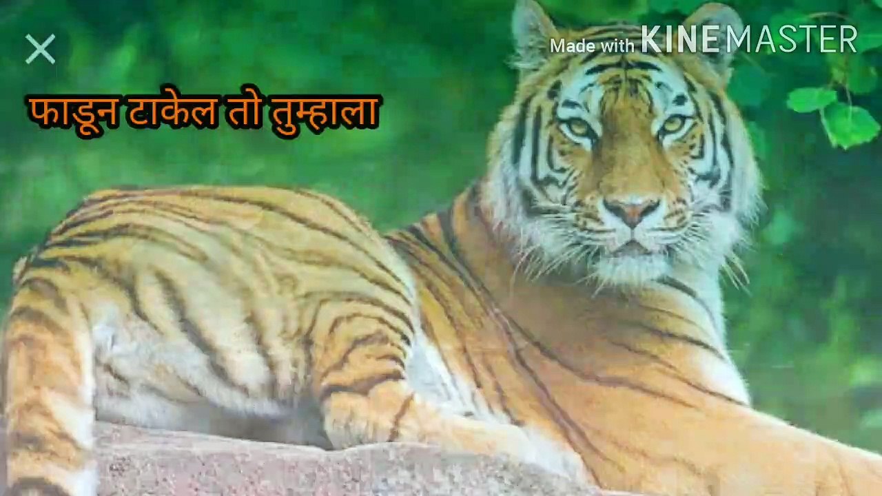 आमच्या नादाला लागायचं नाही व्हॉट्सऍप स्टेटस, bad boys WhatsApp status,