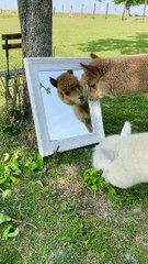 Handsome Alpaca Admires Himself