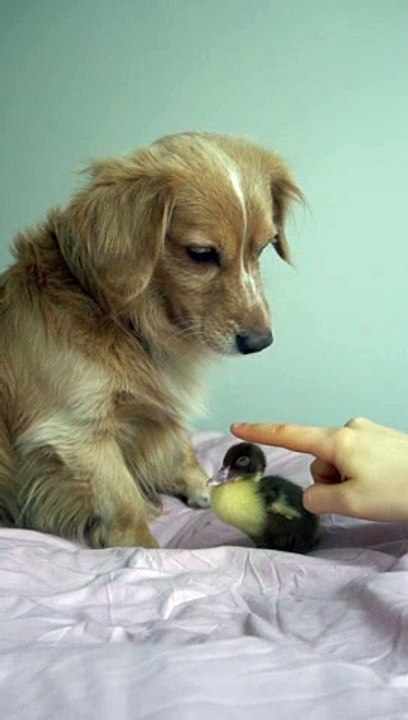 Dog Gets to Know Duckling