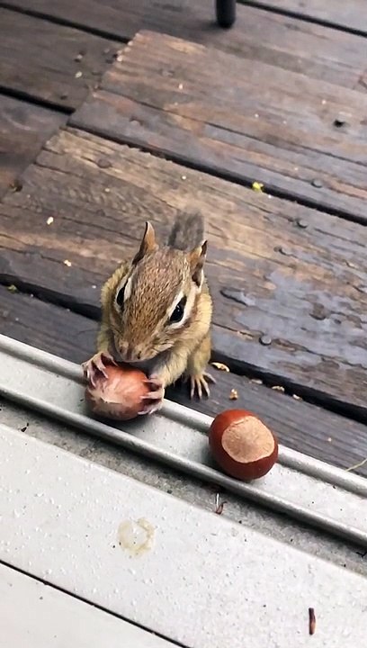Chipmunk Fills its Cheeks