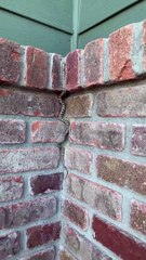 Snake Scales Up Brick Wall