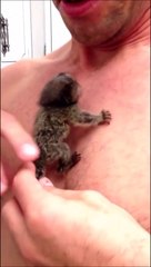 Quoi de plus mignon que ce bébé singe  marmoset