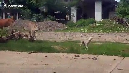 Pet dog leads cow friend on a rope to a patch of grass to graze together
