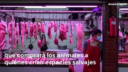 Wuhan prohíbe cría, caza, comercio y consumo de animales salvajes